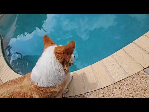 cordless robotic pool cleaner: AIPER Scuba X1 Cordless Robotic Pool Cleaner shown during my hands-on review