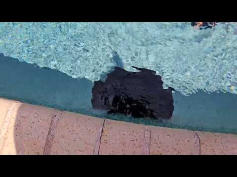 robotic pool wall cleaner: CliBot cordless robotic pool vacuum cleaner shown during my hands-on review